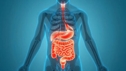 High-resolution 3D illustration of male torso showing glowing red digestive system organs including stomach and intestines, with transparent skeletal overlay, medical diagnostics and health education