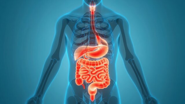 High-resolution 3D illustration of male torso showing glowing red digestive system organs including stomach and intestines, with transparent skeletal overlay, medical diagnostics and health education - Powered by Adobe
