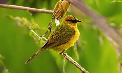 Yellow and Green Bird on a Branch
