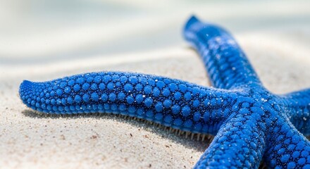 Blue starfish on sandy beach with detailed texture