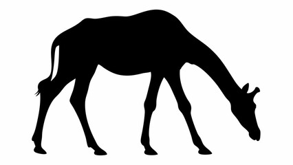 Silhouette of a giraffe with its head down as if it is eating or drinking on a white background scene