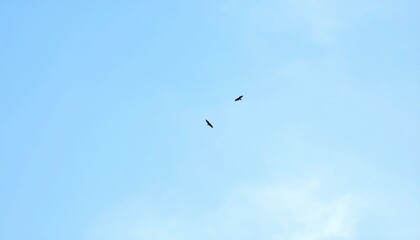 Two Birds Soaring In Clear Blue Sky