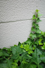 Green Ivy Leaves Climbing Textured White Wall.