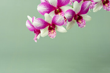 High-resolution orchid flower photograph using stack focus technique on a pastel background,...