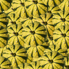 Colorfull yellow small pumpkin in garden