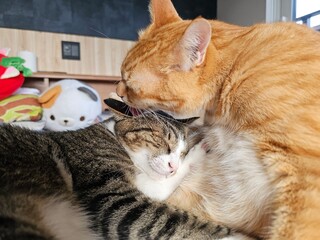 A gentle moment of an orange cat affectionately grooming a tabby cat's head. This image captures a tender and heartwarming scene of companionship and love between two pets.
