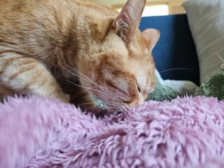 A peaceful orange tabby cat with its eyes closed, burying its face into a soft, purple blanket. This cozy close-up captures a moment of pure comfort and relaxation.