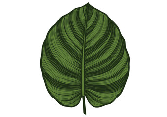 A single, large, dark-green philodendron leaf, detailed illustration.