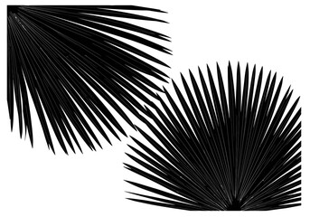 Obraz premium Two stylized, black palm fronds are arranged against a clean, white background, creating a striking contrast.