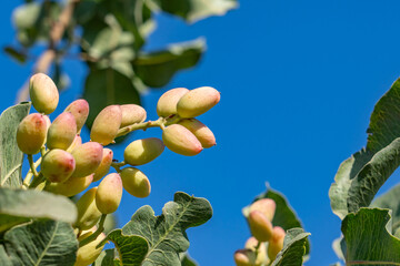 The pistachio  is a small to medium-sized tree of the cashew family, originating in Iran. The tree...