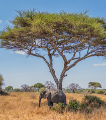 Solitary elephant seeking shade under acacia tree in tanzania national park