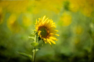 Sunflower captured with vintage Helios lens, dreamy summer bokeh.