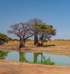  Trees reflecting in green waterhole, tarangire national park, tanzania