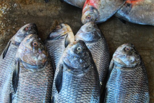 pile of big catla indian river carp fish for sale and arranged in line
