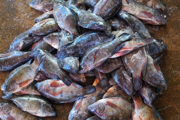 pile of large tilapia fish  in Indian fish store for sale HD