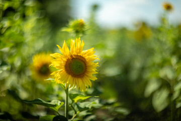 Sunflower captured with vintage Helios lens, dreamy summer bokeh.