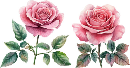 pink roses on white background