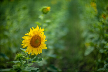 Sunflower captured with vintage Helios lens, dreamy summer bokeh.