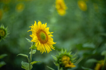 Sunflower captured with vintage Helios lens, dreamy summer bokeh.