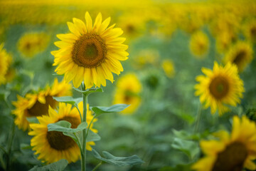 Obraz premium Sunflower captured with vintage Helios lens, dreamy summer bokeh.