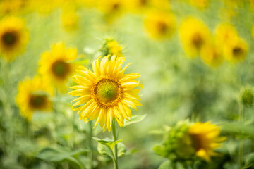 Fototapeta premium Sunflower captured with vintage Helios lens, dreamy summer bokeh.
