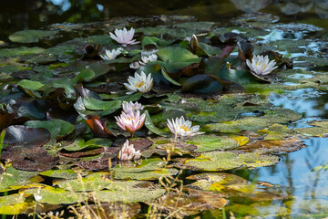 White and pink water lilies floating on pond surface.