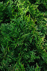 Green thuja branches and foliage close up, with natural sunlight.