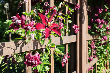 Dark red clematis flowers bloom on a wooden trellis in a sunlit garden.