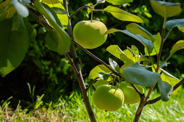 Green apple on tree branch in orchard.