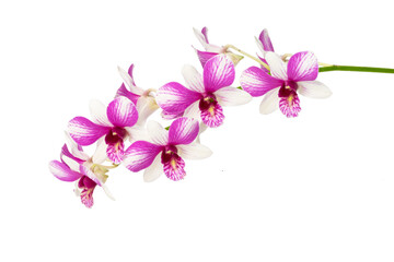 High-resolution orchid flower photograph using stack focus technique on a white background © shirophoto