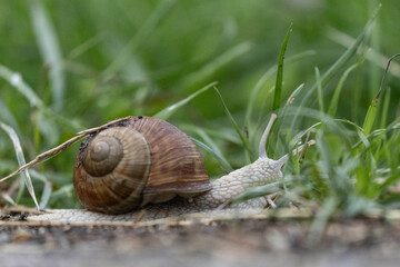Weinbergschnecke (Helix pomatia) - Roman snail, Burgundy snail, or escargot, is a species of large, air-breathing stylommatophoran land snail native to Europe