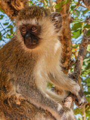 Vervet monkey sitting on a branch in tanzania, africa