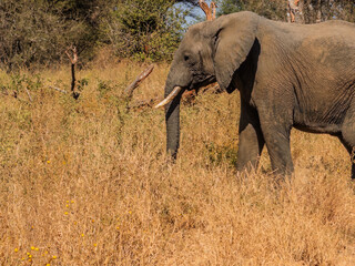 Large african elephant walking through savanna in tanzania national park