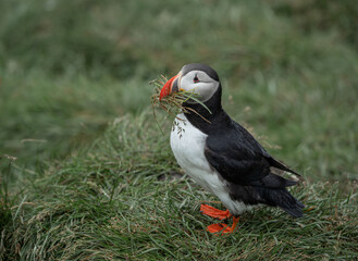 seitliche Nahaufnahme eines Papageitauchers (Fratercula arctica) der Gras im Schnabel für Nestbau