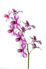 High-resolution orchid flower photograph using stack focus technique on a white background