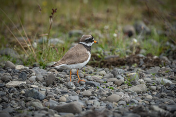 Seitliche Nahaufnahme eines Sandregenpfeifers (Charadrius hiaticula), Tier l&auml;uft auf Kieselsteinen, im Hintergrund gr&uuml;ne Gr&auml;ser