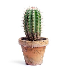 A small, spiky cactus in a terracotta pot