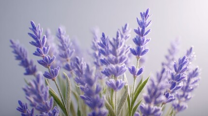 Naklejka premium Close-up of lavender sprigs. Soft focus