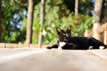 Adorable a tabby black cat sitting on wooden terrace in natural sunlight in countryside of Asian. Copy space