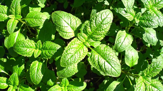 Close-up view of green herbs with textured leaves in bright sunlight outdoors