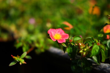 Blooming fresh pink Common Purslane or moss rose flower on green lawn grass in natural sunlight shining day in garden. Copy space
