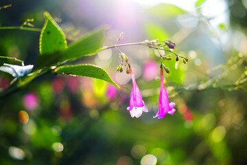Blooming fresh couple pink Chinese rain bell or Strobilanthes Hamiltoniana flower in natural sunlight of bright day in garden. Copy space

