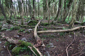 A footage of the forest with withered and destroyed trees.