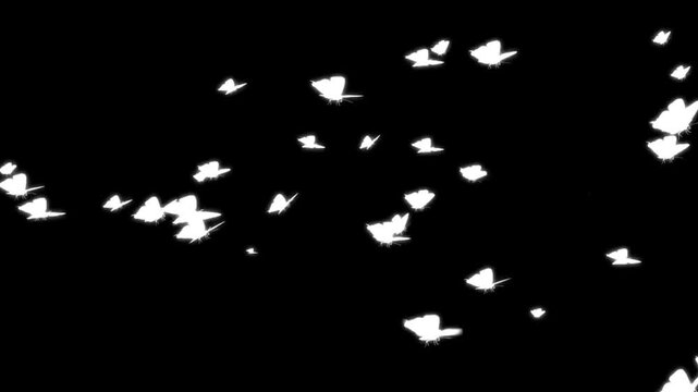 Realistic white butterfly on black background.