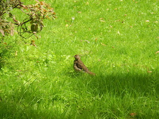 Singdrossel im Gras