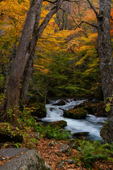 秋の山奥の渓流
