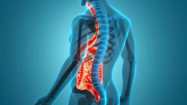 High-resolution 3D illustration of male torso showing glowing red digestive system organs including stomach and intestines, with transparent skeletal overlay, medical diagnostics and health education
