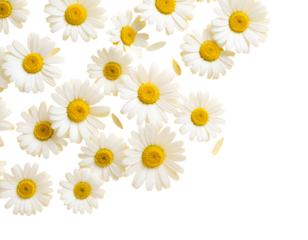  Minimalist White Daisies on Soft Pastel Yellow Background, Flat Lay Composition, Isolated on White
