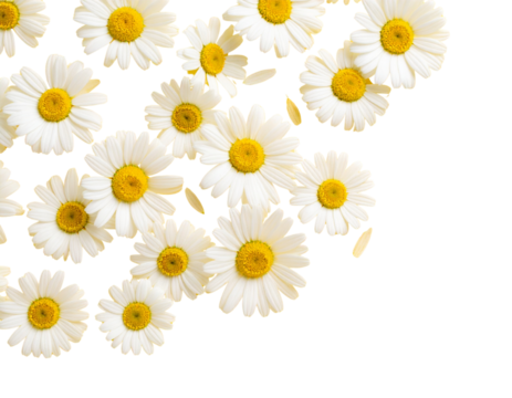  Minimalist White Daisies on Soft Pastel Yellow Background, Flat Lay Composition, Isolated on White