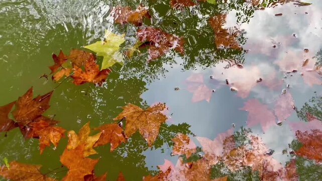 Fallen autumn leaves in a moving pond. Reflection of the forest and clouds in the water. Autumn scene.